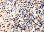 THOC7 Antibody in Immunohistochemistry (Paraffin) (IHC (P))