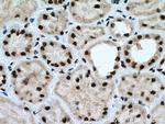 THOC7 Antibody in Immunohistochemistry (Paraffin) (IHC (P))