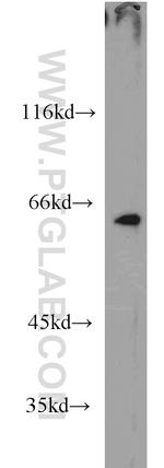 LIN9 Antibody in Western Blot (WB)