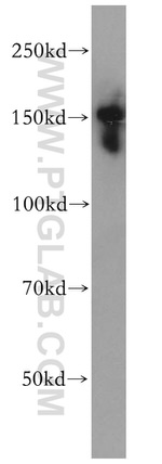 SLTM Antibody in Western Blot (WB)