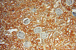 CTTNBP2 Antibody in Immunohistochemistry (Paraffin) (IHC (P))