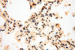 CTTNBP2 Antibody in Immunohistochemistry (Paraffin) (IHC (P))