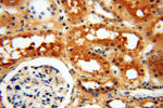 CTTNBP2 Antibody in Immunohistochemistry (Paraffin) (IHC (P))