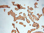 CTTNBP2 Antibody in Immunohistochemistry (Paraffin) (IHC (P))