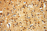 CTTNBP2 Antibody in Immunohistochemistry (Paraffin) (IHC (P))