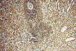 CTTNBP2 Antibody in Immunohistochemistry (Paraffin) (IHC (P))