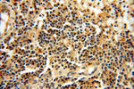 CTTNBP2 Antibody in Immunohistochemistry (Paraffin) (IHC (P))