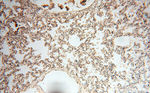 CTTNBP2 Antibody in Immunohistochemistry (Paraffin) (IHC (P))