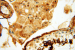 CTTNBP2 Antibody in Immunohistochemistry (Paraffin) (IHC (P))