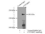 CTTNBP2 Antibody in Immunoprecipitation (IP)