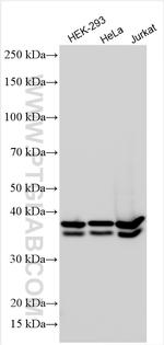 RALY Antibody in Western Blot (WB)