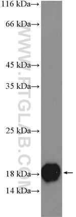 LCN1 Antibody in Western Blot (WB)