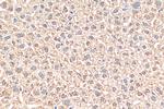EBPL Antibody in Immunohistochemistry (Paraffin) (IHC (P))