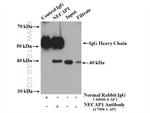NECAP1 Antibody in Immunoprecipitation (IP)