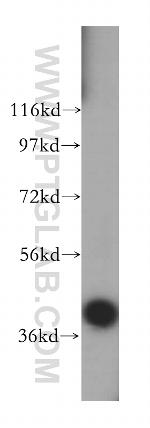 NECAP1 Antibody in Western Blot (WB)