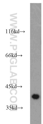 NECAP1 Antibody in Western Blot (WB)