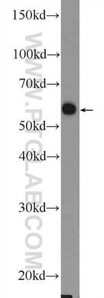 FAAH Antibody in Western Blot (WB)
