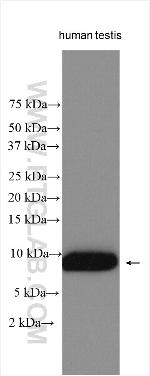 PLAC9 Antibody in Western Blot (WB)