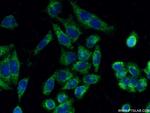 SEC31A Antibody in Immunocytochemistry (ICC/IF)