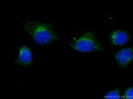 SEC31A Antibody in Immunocytochemistry (ICC/IF)