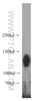 SEC31A Antibody in Western Blot (WB)