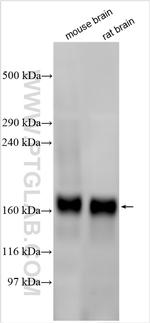 PCDH17 Antibody in Western Blot (WB)