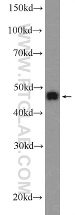 ING1 Antibody in Western Blot (WB)
