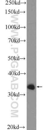 ING1 Antibody in Western Blot (WB)