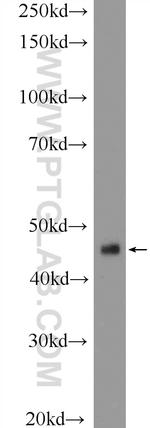 ING1 Antibody in Western Blot (WB)