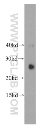 SFRS9 Antibody in Western Blot (WB)