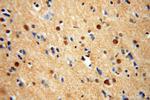 TUB Antibody in Immunohistochemistry (Paraffin) (IHC (P))