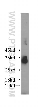 SPRY3 Antibody in Western Blot (WB)
