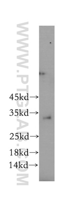 SPRY3 Antibody in Western Blot (WB)