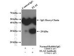 ELA2 Antibody in Immunoprecipitation (IP)