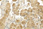 MRGPRX3 Antibody in Immunohistochemistry (Paraffin) (IHC (P))