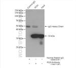 RGN/SMP30 Antibody in Immunoprecipitation (IP)