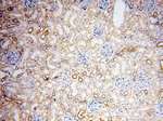 PRR5 Antibody in Immunohistochemistry (Paraffin) (IHC (P))