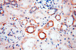 PRR5 Antibody in Immunohistochemistry (Paraffin) (IHC (P))