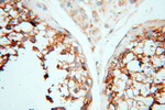 PRR5 Antibody in Immunohistochemistry (Paraffin) (IHC (P))