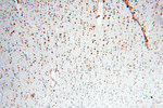 PRR5 Antibody in Immunohistochemistry (Paraffin) (IHC (P))
