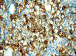 PRR5 Antibody in Immunohistochemistry (Paraffin) (IHC (P))