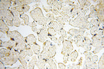 PRR5 Antibody in Immunohistochemistry (Paraffin) (IHC (P))