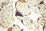 PRR5 Antibody in Immunohistochemistry (Paraffin) (IHC (P))