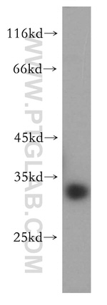 PRR5 Antibody in Western Blot (WB)