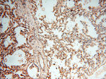 GPR177 Antibody in Immunohistochemistry (Paraffin) (IHC (P))