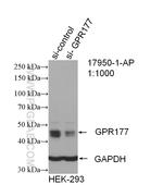 GPR177 Antibody in Western Blot (WB)