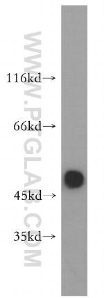 GLRA1 Antibody in Western Blot (WB)