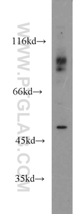 PD-L1/CD274 Antibody in Western Blot (WB)