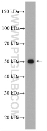 PD-L1/CD274 Antibody in Western Blot (WB)