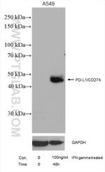PD-L1/CD274 Antibody in Western Blot (WB)
